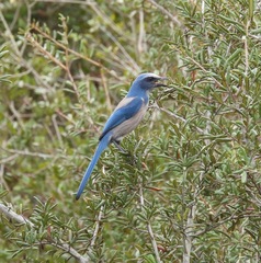 Aphelocoma coerulescens