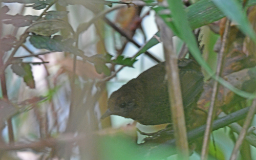 Stiles's Tapaculo (Scytalopus stilesi)