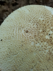 Amanita rhopalopus