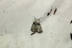 Macrurocampa marthesia
