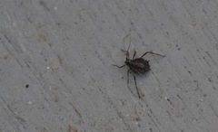 Tuberolachnus salignus