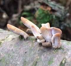 Macrotyphula contorta