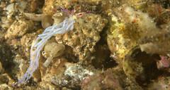 Pteraeolidia semperi