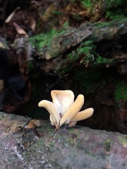 Macrotyphula contorta