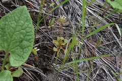 Claytonia rubra rubra