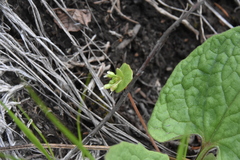 Claytonia rubra rubra