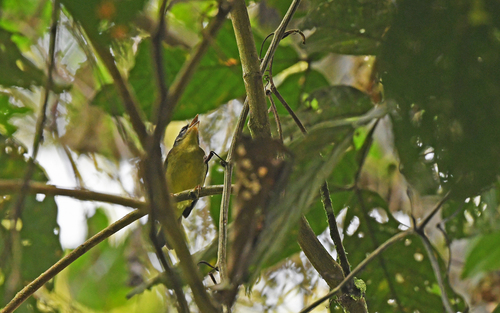 Three-striped Warbler (Basileuterus tristriatus), photo 10