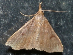 Bleptina caradrinalis