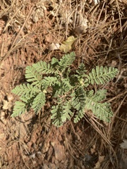 Chamaebatia foliolosa