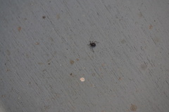 Tuberolachnus salignus