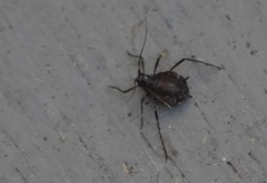 Tuberolachnus salignus