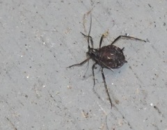 Tuberolachnus salignus