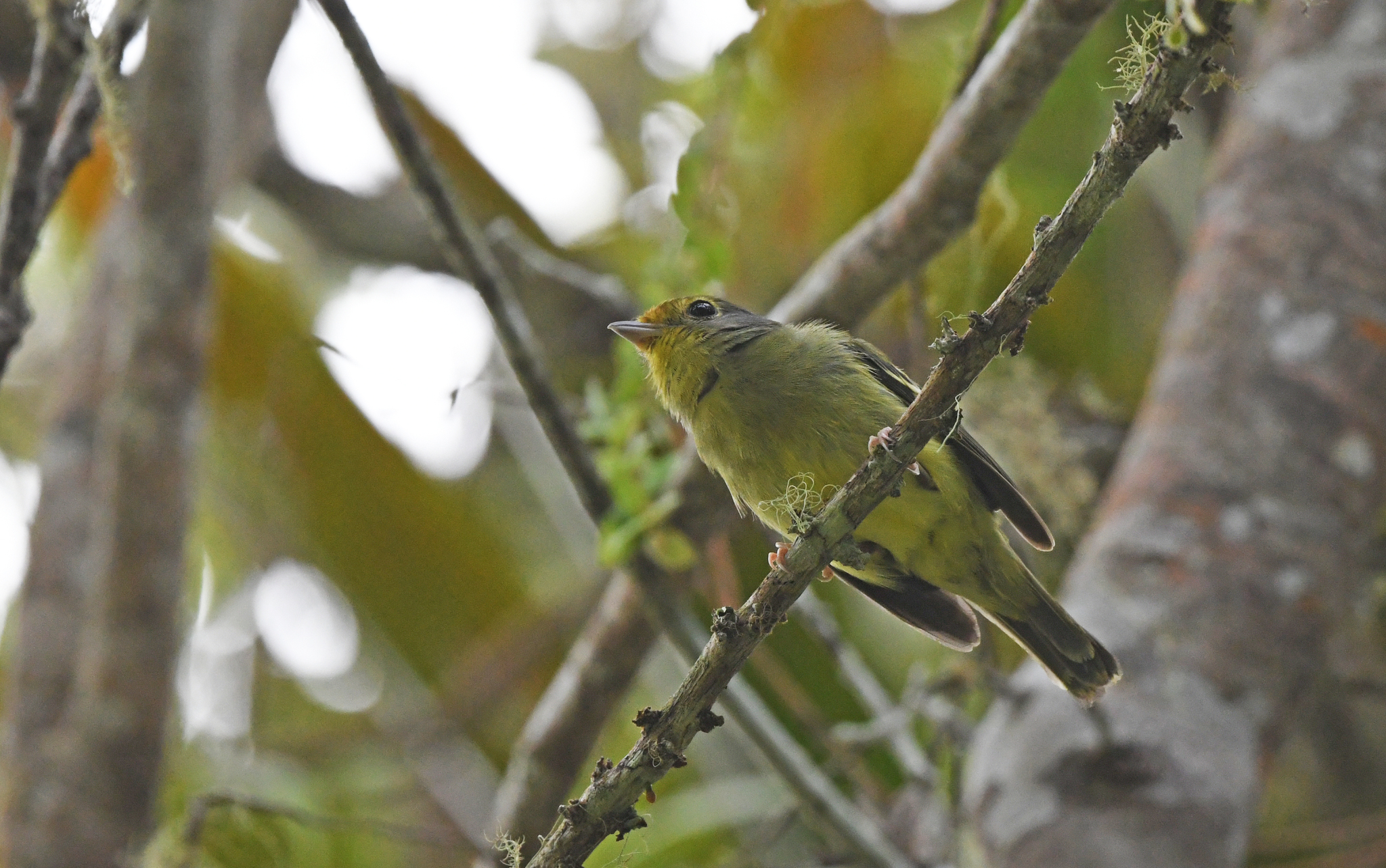 Wing-barred Piprites (Piprites chloris), photo 7