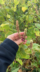 Agastache nepetoides