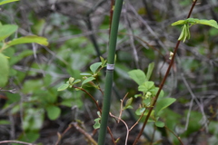Equisetum laevigatum