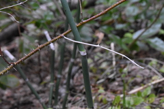 Equisetum laevigatum