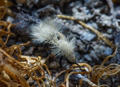 Dasymutilla sackenii