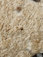 Byssomerulius corium