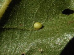 Zopheroteras
