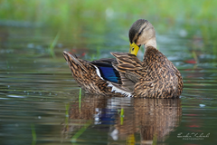 Anas platyrhynchos × fulvigula
