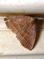 Zanclognatha obscuripennis