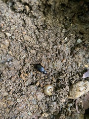 Nebria lacustris