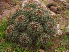 Coryphantha clavata clavata