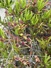 Lampranthus fergusoniae