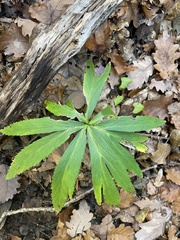 Helleborus purpurascens