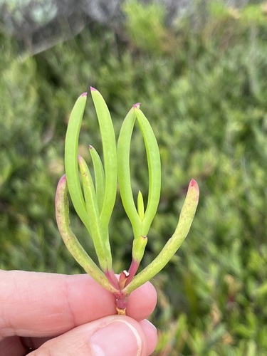 Image of Lampranthus fergusoniae by (c) Charleen Brunke, some rights reserved (CC BY)
