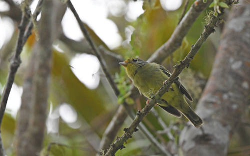 Wing-barred Piprites (Piprites chloris), photo 8