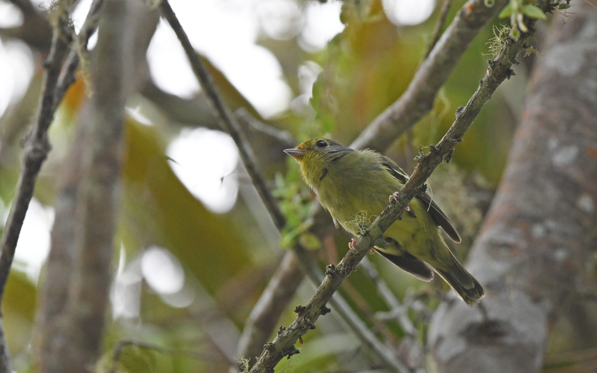 Wing-barred Piprites (Piprites chloris), photo 8