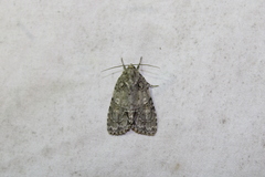 Acronicta