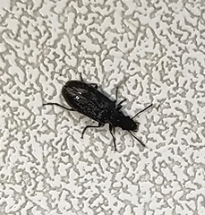 Rabocerus gabrieli