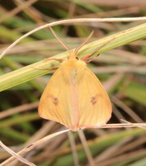 Diacrisia sannio
