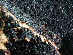 Biscogniauxia mediterranea