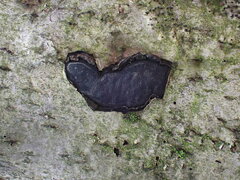 Biscogniauxia mediterranea