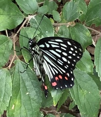 Hestina assimilis