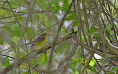 Basileuterus culicivorus