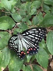 Hestina assimilis