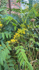 Senna hebecarpa