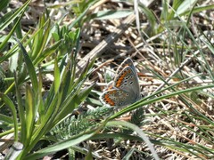 Aricia agestis