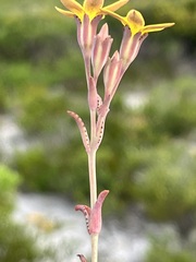 Crassula dichotoma