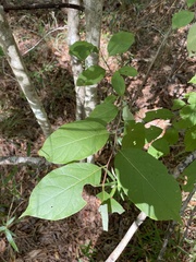 Styracaceae
