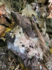 Punctularia atropurpurascens