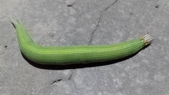 Opsiphanes invirae