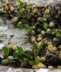 Bulbophyllum exiguum