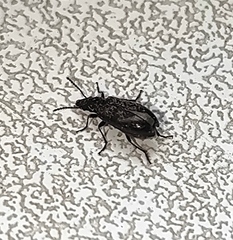 Rabocerus gabrieli