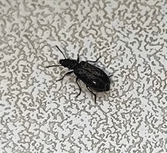 Rabocerus gabrieli