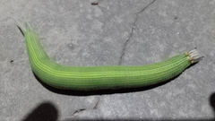 Opsiphanes invirae